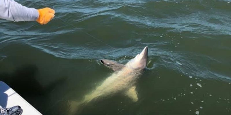Fishing Charters Savannah GA | 4 Hour Shark Adventure
